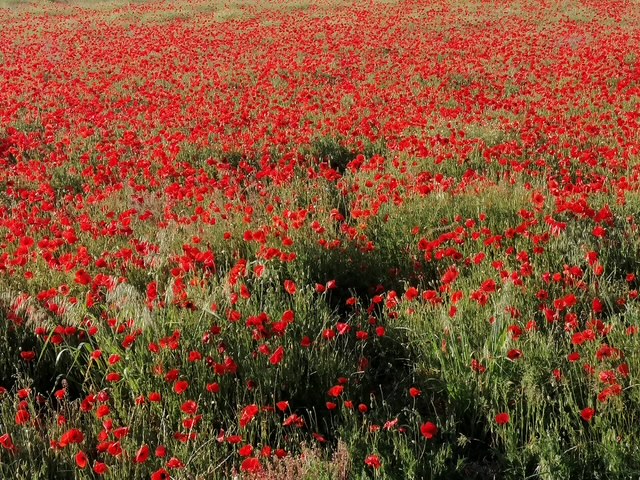 Champs de coquelicots